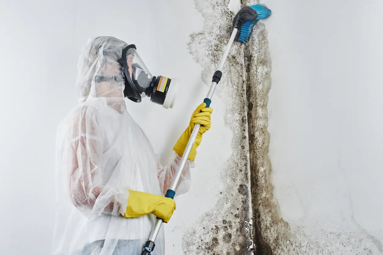 Mold in Your Rental Property